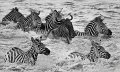 43 - Zebra crossing - KWAN PHILLIP - canada